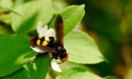 Insect on flower of  jasmin on  background of  green bush in  spring sunny dayの写真素材