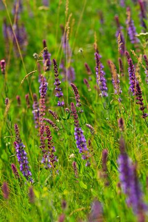 Spring dismissed meadow flowers on  background of  green grassの写真素材