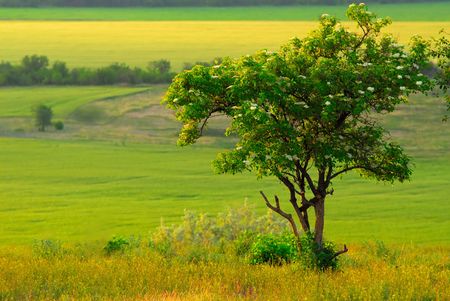 Bush of  plant covered by  coming sun, spring landscape の写真素材