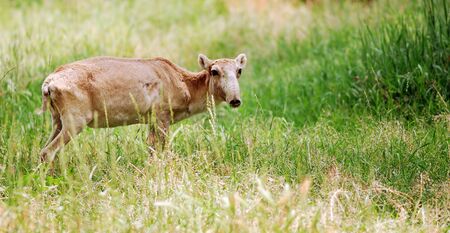Saiga on  background of  green grass,  spring sunny dayの写真素材