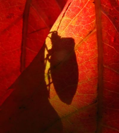 Shadow from an insect on autumn foliage of red color in park