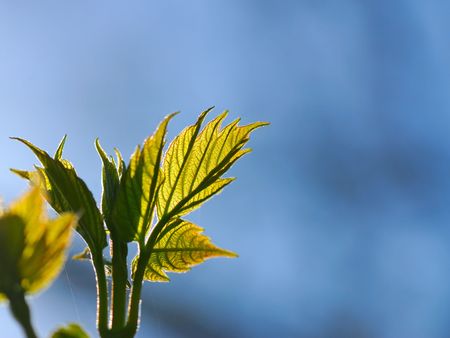 Dismissed foliage of  plant in park on  background of  blue sky