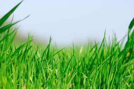 Field green young wheat on  background of  skyの写真素材