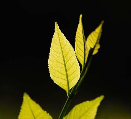 Bright green foliage on  black background covered by  sunlightの写真素材