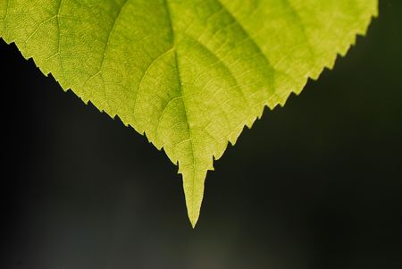 Bright green foliage on  black background covered by  sunlight