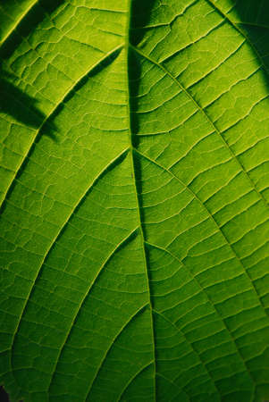 Bright green foliage on  black background covered by  sunlight