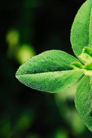 Green foliage of  plant covered with dew in  spring sunny day on  dark background
