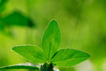 Green foliage of  plant covered with dew in  spring sunny day on  green backgroundの写真素材
