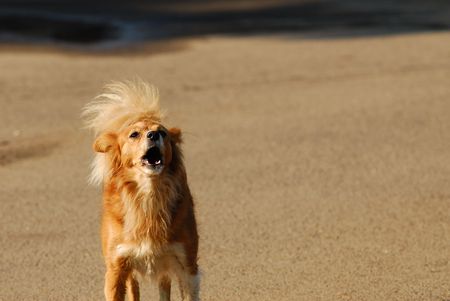 Portrait of  dog covered by  sunlight spring dayの写真素材