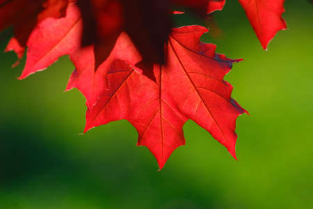 Red foliage covered by sunlight on  green  backgroundの写真素材