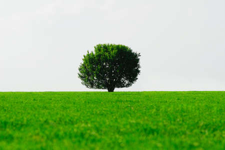 Single tree in  green field on  background of light skyの写真素材
