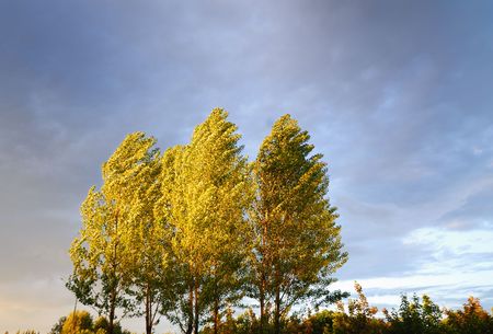 Foliage of three trees covered by beams of  coming sun on  background of  skyの写真素材