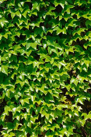 green foliage of  decorative ivy is covered by  bright sunlightの写真素材
