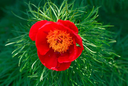 Dismissed red flower peony with green leaves  by  sunlightの写真素材