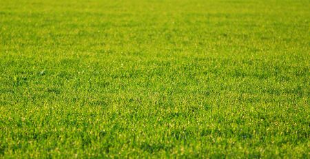 Green field wheat, rural landscape, bright sunny day