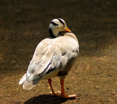 wild goose in park covered by  sunlightの写真素材