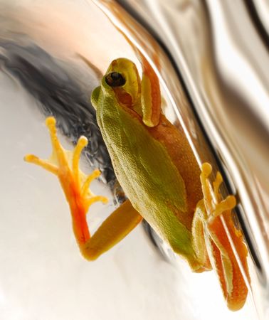 Beautiful wood frog isolated on  light background in studio
