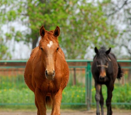 Close up, portrait of  young English horse photographed outside in  sunny dayの写真素材