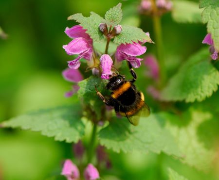 bumblebee collects nectar and pollen on  blossoming plant in summer dayの写真素材