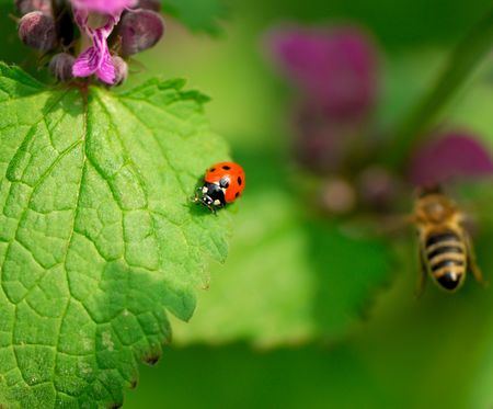 Ladybird on  blossoming plant in summer day