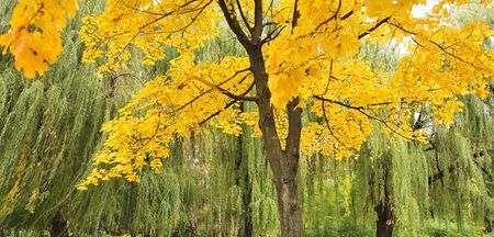Tree of a maple with bright, yellow autumn foliage on a background of green branches of willow treesの写真素材