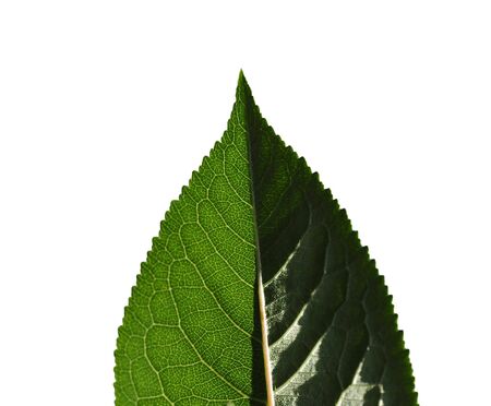 green foliage of a tree isolated on a white background, a closeupの写真素材