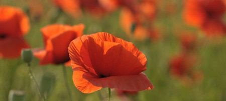 Flower of a field red poppy in a field