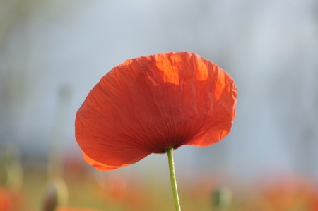 Flower of a field red poppy in a fieldの写真素材