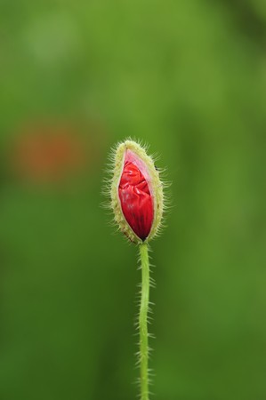 Flower of a field red poppy in a fieldの写真素材