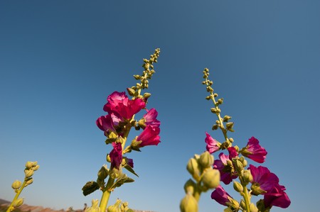 red color, domestic flowers on a background blue sky in daily timeの写真素材