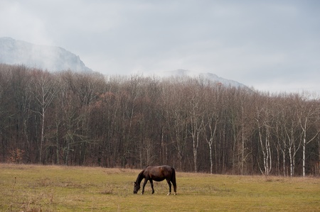 Horse on a spring pasture in mountain district, a sunny dayの写真素材