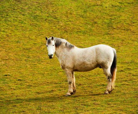 Pasture in mountains and a horse, spring day, a landscapeの写真素材
