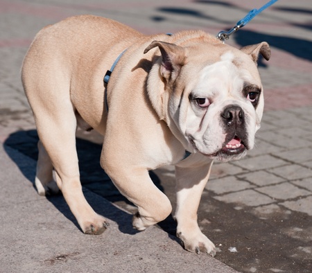 House dog on walk in a bright sunny dayの写真素材