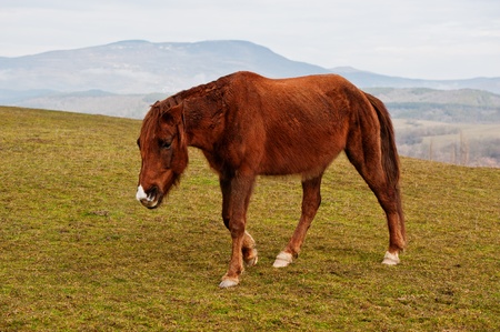 On a mountain pasture an old bay horse, spring dayの写真素材