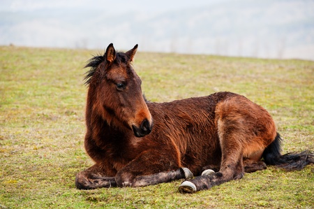The young foal lies on a grass of a mountain pasture, spring dayの写真素材