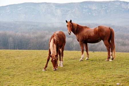Horses grazed on a mountain pasture against mountainsの写真素材