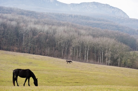Horses grazed on a mountain pasture against mountainsの写真素材
