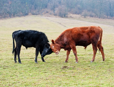Two calfs butt against a green grass of a mountain pastureの写真素材