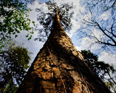 pine treeの写真素材