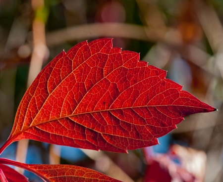 beautiful autumn foliage of wild grapes shined with the sun