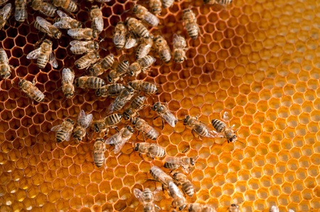 melliferous bee family on honeycombs in a sunny dayの写真素材