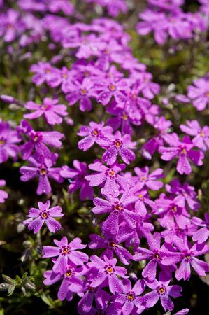 bright pink flowers to dew in a sunny dayの写真素材