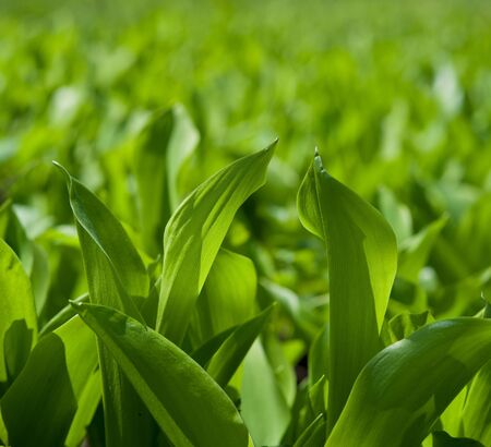 fresh stalks and foliage of green color of plants in a sunny dayの写真素材
