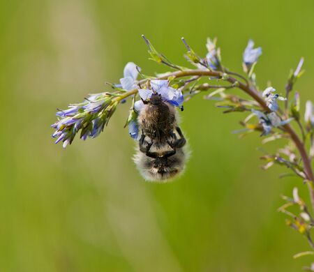 coupling bugs on a branch of flowers on a green background in a sunny dayの写真素材