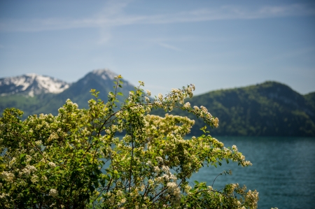 blossoming plant against the lake Lucerne and mountains, Switzerland