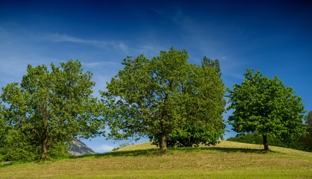 group of trees on the green hill against the sky, Switzerlandの写真素材