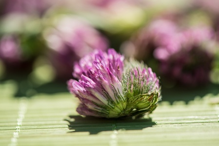clover flower on an indistinct background in sonechny dayの写真素材