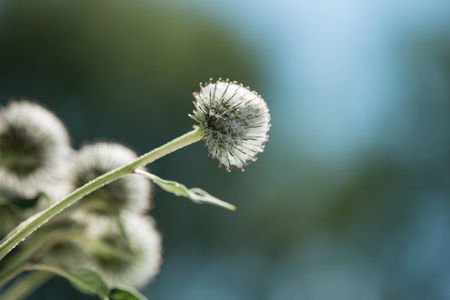 thistle flowers in a sunny day on an indistinct backgroundの写真素材