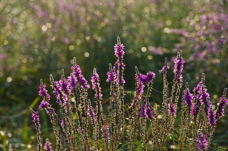 bright purple flowers covered with dew and cobwebs, lit morning sunの写真素材