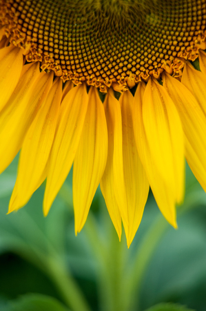 beautiful blossomed sunflower against the sky, cloudy dayの写真素材
